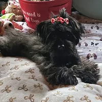 Cocoa, a female Yorkshire Terrier for sale in Blaine, WA – Photo 2 of 6