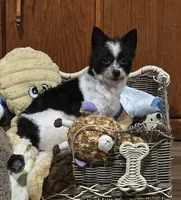 Lu Lu, a female Yorkipoo for sale in Blaine, WA – 1 of 2