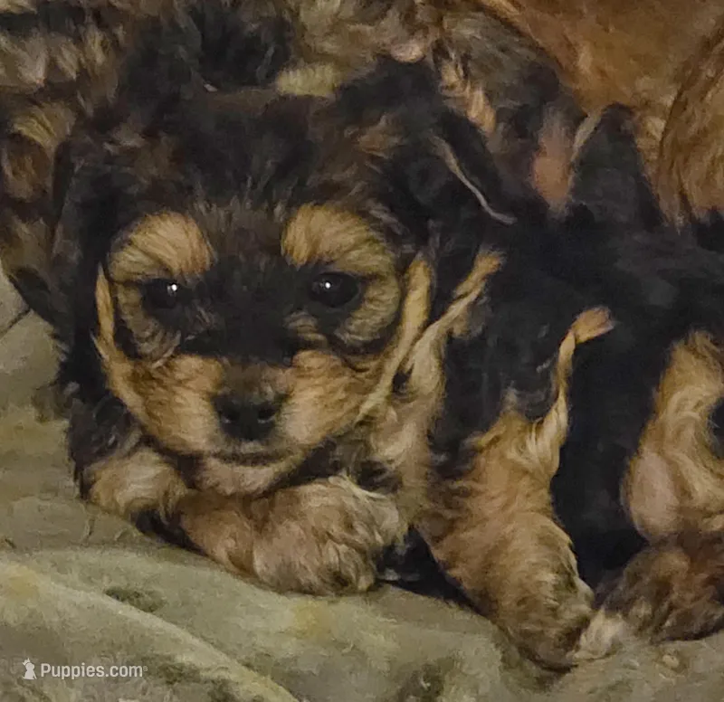 Precious – Yorkipoo puppy for sale in Blaine, WA