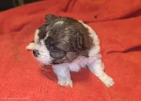 Pixie, a female Yorkipoo for sale in Blaine, WA – 3 of 3