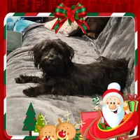 Chevy, a male Yorkshire Terrier and Poodle - Toy  for sale in Blaine, WA – Photo 1 of 3