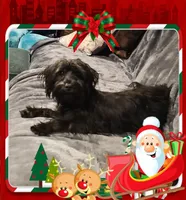 Chevy, a male Yorkshire Terrier and Poodle - Toy  for sale in Blaine, WA – Photo 1 of 3