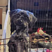 Chevy, a male Yorkshire Terrier and Poodle - Toy  for sale in Blaine, WA – Photo 2 of 3