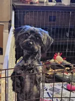 Chevy, a male Yorkshire Terrier and Poodle - Toy  for sale in Blaine, WA – Photo 2 of 3