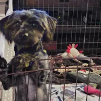 Chevy, a male Yorkshire Terrier and Poodle - Toy  for sale in Blaine, WA – Photo 3 of 3