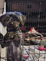 Chevy, a male Yorkshire Terrier and Poodle - Toy  for sale in Blaine, WA – Photo 3 of 3