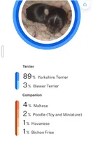 Skipper, a female Yorkshire Terrier for sale in Blaine, WA – 3 of 6