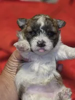 Dixie, a female Yorkipoo for sale in Blaine, WA – 1 of 4