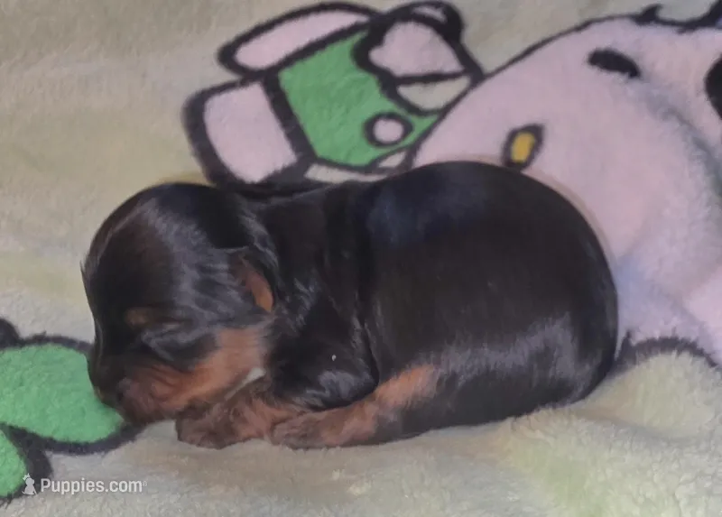 Nalu – Yorkshire Terrier puppy for sale in Blaine, WA