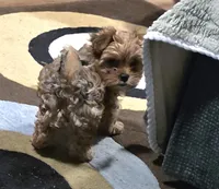 Chanel , a female Yorkipoo for sale in Blaine, WA – 2 of 2
