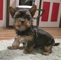Odin, a male Yorkshire Terrier for sale in Blaine, WA – 2 of 7