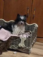 Lu Lu, a female Yorkipoo for sale in Blaine, WA – Photo 3 of 3