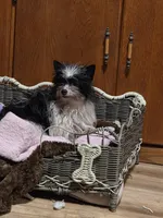 Lu Lu, a female Yorkipoo for sale in Blaine, WA – Photo 2 of 3