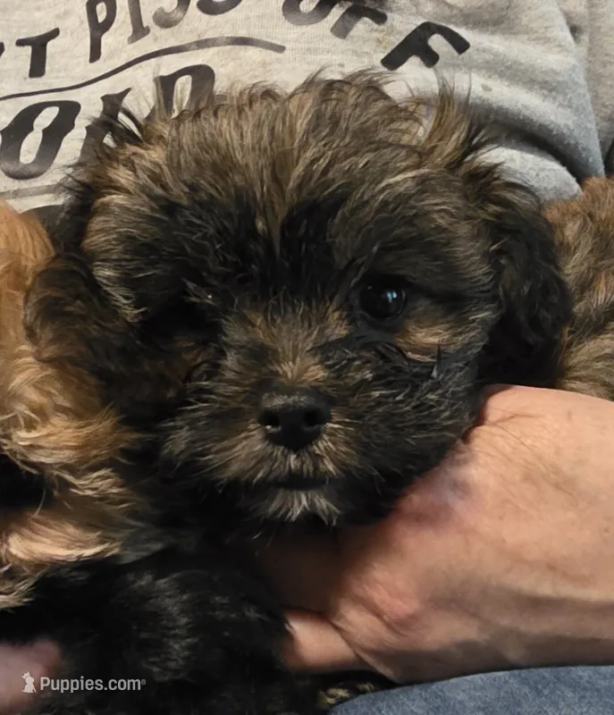 Armani  – Yorkipoo puppy for sale in Blaine, WA