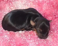 Malia, a male Yorkshire Terrier for sale in Blaine, WA – 2 of 5