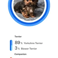 Maximus, a male Yorkshire Terrier for sale in Blaine, WA – Photo 2 of 2