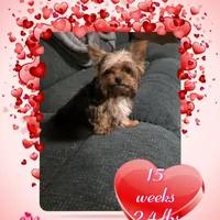 Maximus, a male Yorkshire Terrier for sale in Blaine, WA – Photo 1 of 2