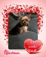 Maximus, a male Yorkshire Terrier for sale in Blaine, WA – Photo 1 of 2
