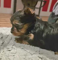 Thor, a male Yorkshire Terrier for sale in Blaine, WA – 5 of 7