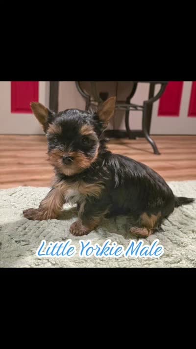 Odin, a male Yorkshire Terrier for sale in Blaine, WA – 7 of 7