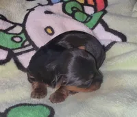 Nalu, a male Yorkshire Terrier for sale in Blaine, WA – 3 of 4