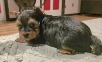 Thor, a male Yorkshire Terrier for sale in Blaine, WA – 3 of 7