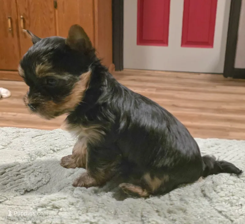Odin – Yorkshire Terrier puppy for sale in Blaine, WA