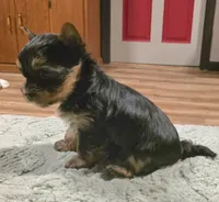 Odin, a male Yorkshire Terrier for sale in Blaine, WA – 1 of 7