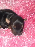 Malia, a male Yorkshire Terrier for sale in Blaine, WA – 3 of 5