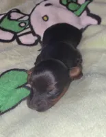 Kai, a male Yorkshire Terrier for sale in Blaine, WA – 5 of 6