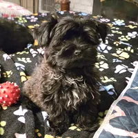Bear, a male Yorkipoo and Yorkshire Terrier for sale in Blaine, WA – Photo 1 of 3