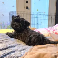 Bear, a male Yorkipoo and Yorkshire Terrier for sale in Blaine, WA – Photo 3 of 3