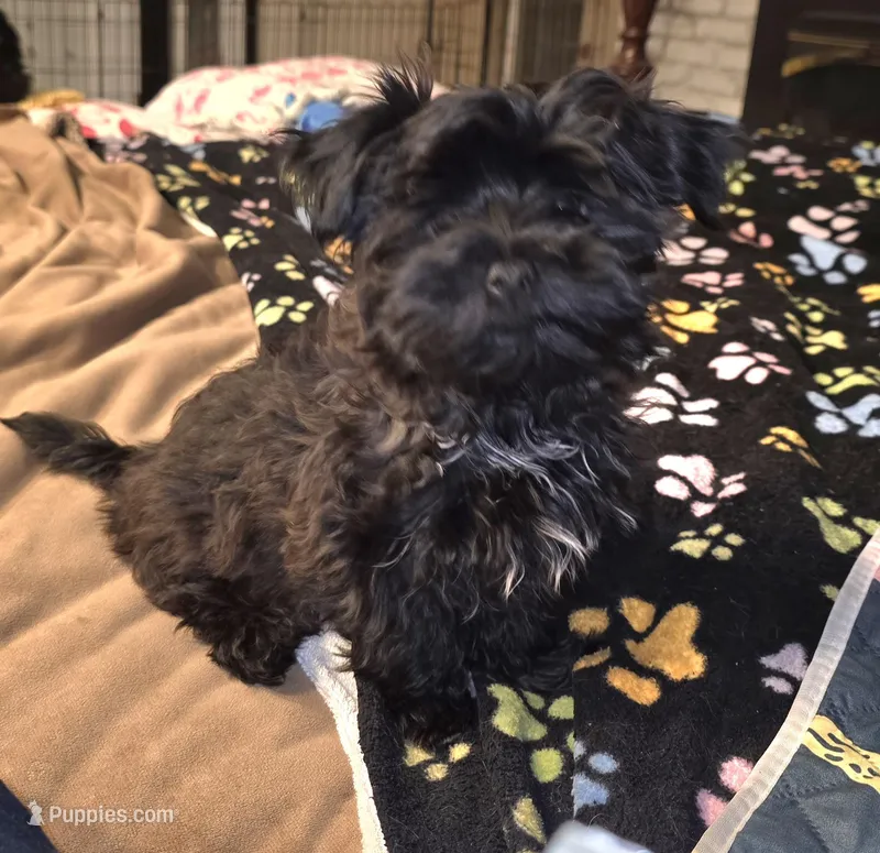 Bear – Yorkipoo, Yorkshire Terrier puppy on hold in Blaine, WA