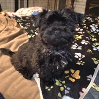 Bear, a male Yorkipoo and Yorkshire Terrier for sale in Blaine, WA – Photo 2 of 3