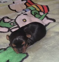 Koa, a male Yorkshire Terrier for sale in Blaine, WA – 4 of 5