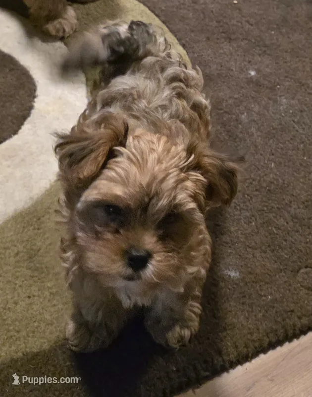 Chanel  – Yorkipoo puppy for sale in Blaine, WA