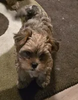 Chanel , a female Yorkipoo for sale in Blaine, WA – 1 of 2