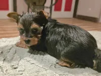 Thor, a male Yorkshire Terrier for sale in Blaine, WA – 6 of 7