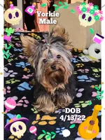 Hercules, a male Yorkshire Terrier for sale in Blaine, WA – Photo 1 of 7