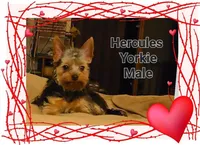 Hercules, a male Yorkshire Terrier for sale in Blaine, WA – Photo 6 of 7