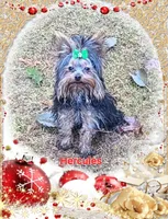 Hercules, a male Yorkshire Terrier for sale in Blaine, WA – Photo 4 of 7