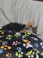 Hercules, a male Yorkshire Terrier for sale in Blaine, WA – Photo 3 of 7