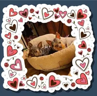 Hercules, a male Yorkshire Terrier for sale in Blaine, WA – Photo 5 of 7