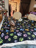 Hercules, a male Yorkshire Terrier for sale in Blaine, WA – Photo 2 of 7