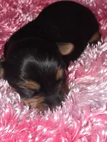 Leillani , a male Yorkshire Terrier for sale in Blaine, WA – 5 of 5