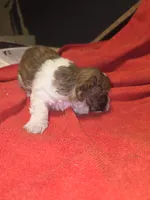 Dixie, a female Yorkipoo for sale in Blaine, WA – 4 of 4