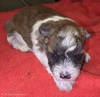 Dixie, a female Yorkipoo for sale in Blaine, WA – 2 of 4