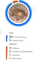 Barbie 2.O, a female Yorkshire Terrier for sale in Blaine, WA – 4 of 6