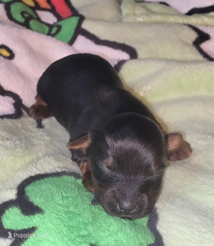 Kai – Yorkshire Terrier puppy for sale in Blaine, WA