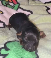 Kai, a male Yorkshire Terrier for sale in Blaine, WA – 1 of 6